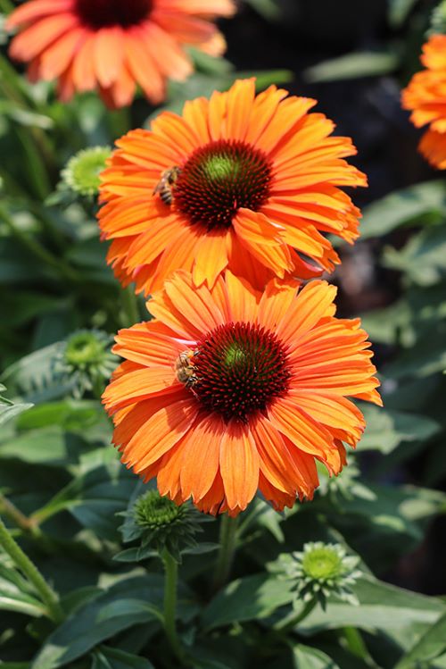 Сорт ехінацеї SunSeekers Mineola